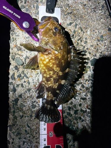 カサゴの釣果