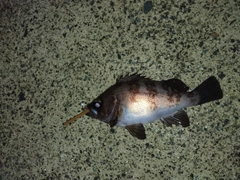 メバルの釣果