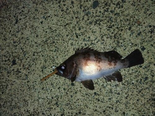 メバルの釣果