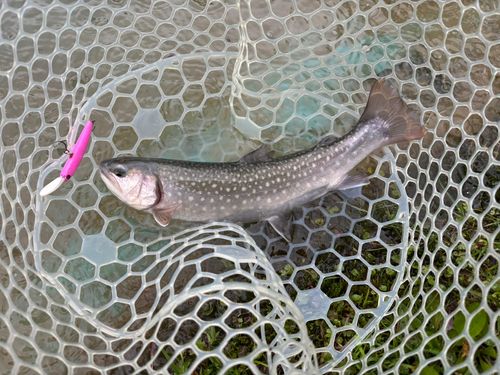 イワナの釣果