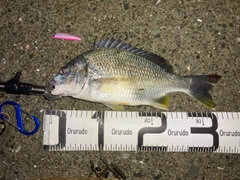 キビレの釣果