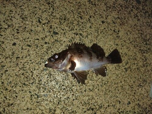 メバルの釣果