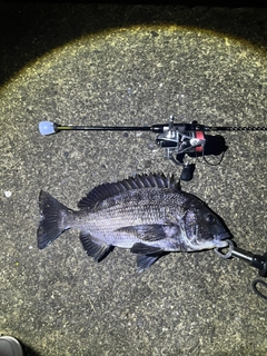 チヌの釣果