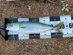 ヤズの釣果