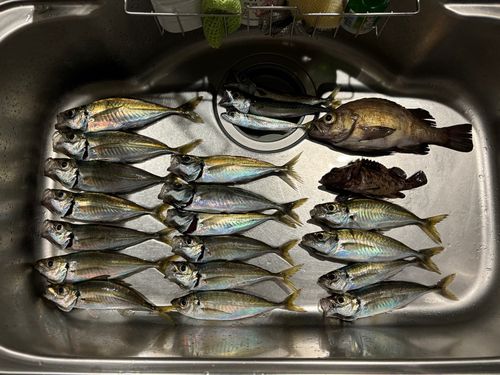 アジの釣果