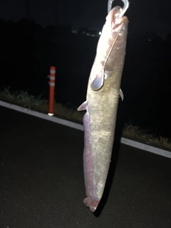 ナマズの釣果