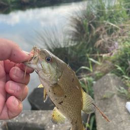 スモールマウスバス