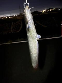 ナマズの釣果