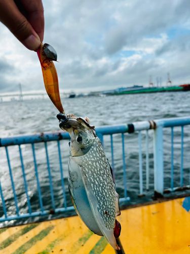 シリヤケイカの釣果