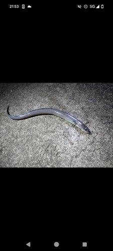 クロアナゴの釣果