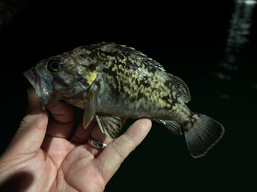 クロソイの釣果