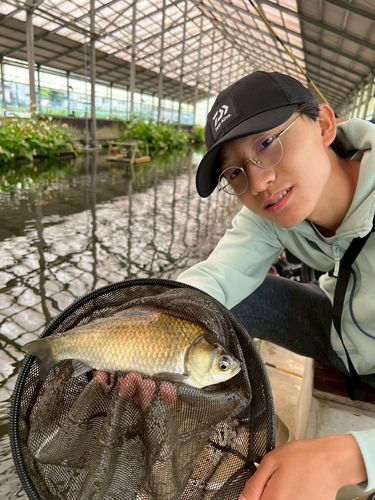 フナの釣果