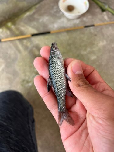 クチボソの釣果