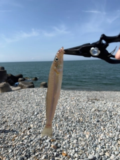 キスの釣果