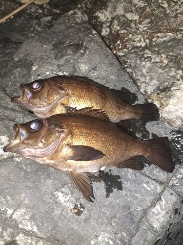 メバルの釣果