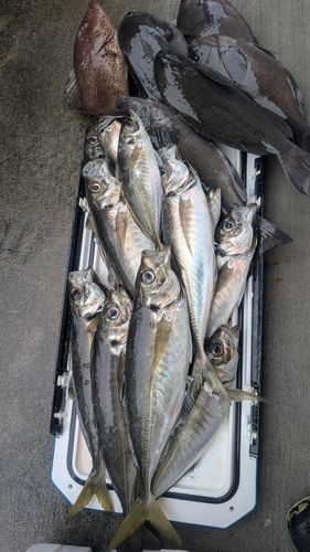 マアジの釣果