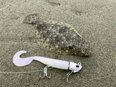ソゲの釣果