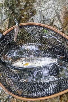 アマゴの釣果