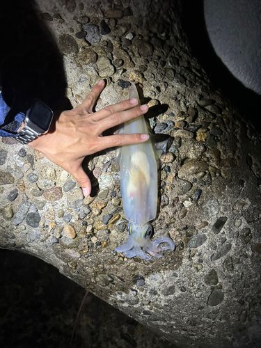 マイカの釣果