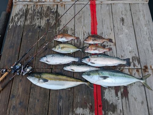 ヒラマサの釣果