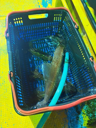 ケンサキイカの釣果