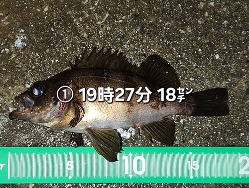 メバルの釣果