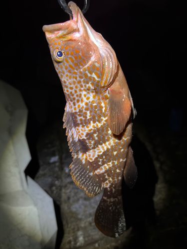 キジハタの釣果