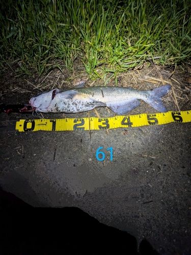 アメリカナマズの釣果