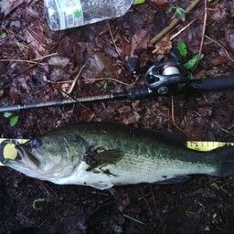 ラージマウスバス