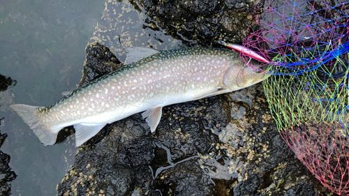 アメマスの釣果