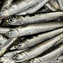 カタクチイワシの釣果