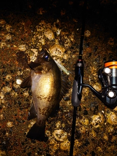 クロメバルの釣果