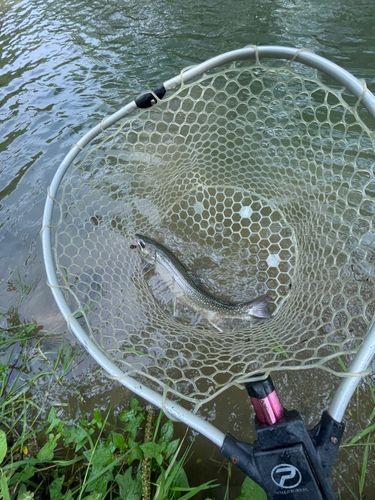 ニジマスの釣果