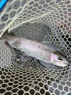 ニジマスの釣果