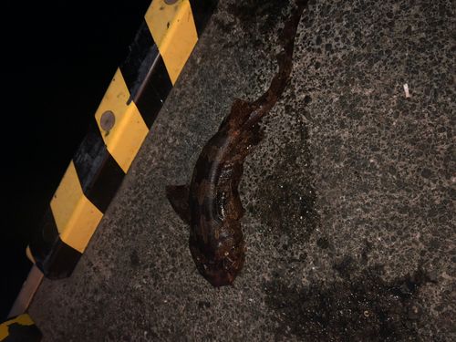 ナヌカザメの釣果