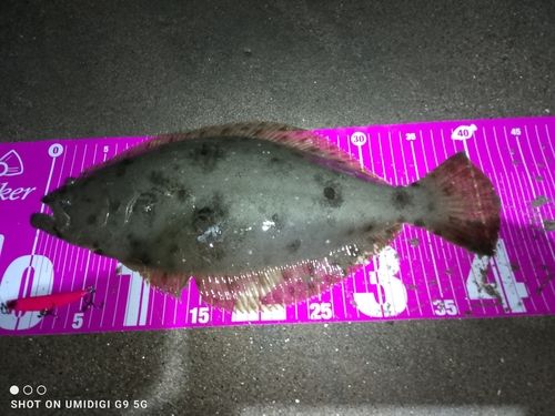 ヒラメの釣果