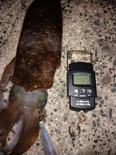 アオリイカの釣果