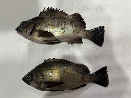クロメバルの釣果