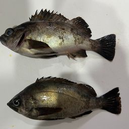 クロメバル