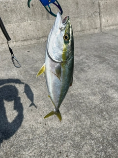 ヤズの釣果