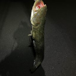 マナマズ