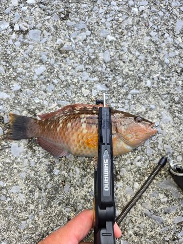 ベラの釣果