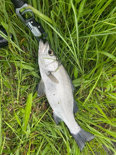 フッコ（ヒラスズキ）の釣果