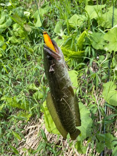 ライギョの釣果
