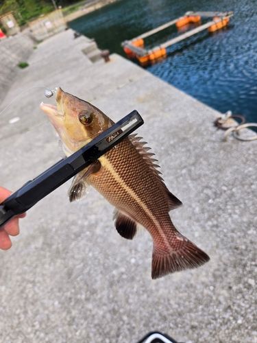 コブダイの釣果