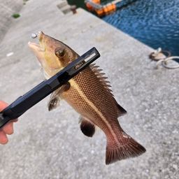コブダイ