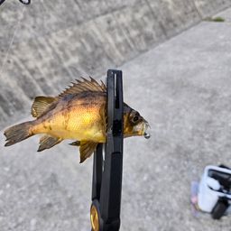 メバル