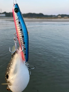 クサフグの釣果