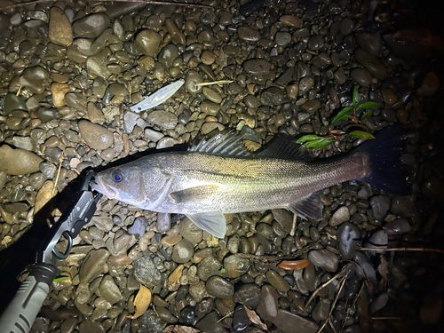 フッコ（ヒラスズキ）の釣果