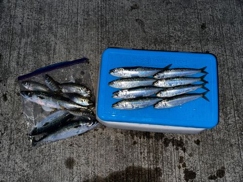 マイワシの釣果